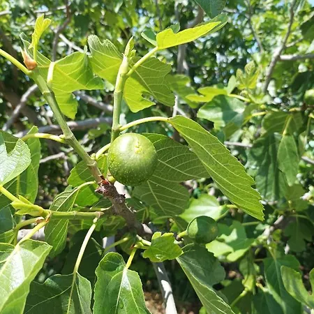 Paradise * מרינה